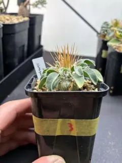 2026年最新】ナマクアナムの人気アイテム - メルカリ