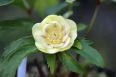 2026年最新】かぐや姫 クリスマスローズの人気アイテム - メルカリ