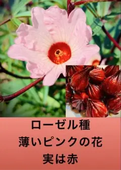 2026年最新】ローゼルティーの人気アイテム - メルカリ