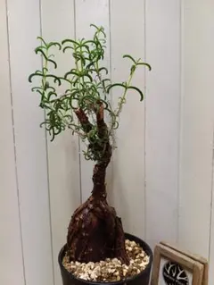 2026年最新】メストクレマ ツベローサムの人気アイテム - メルカリ