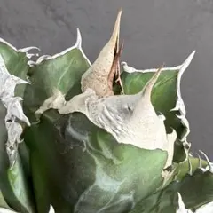 2026年最新】ホワイトファイヤーアガベの人気アイテム - メルカリ