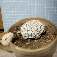 2026年最新】スーパー兜の人気アイテム - メルカリ