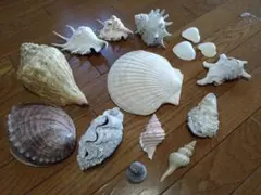 2026年最新】シャコ貝 貝殻の人気アイテム - メルカリ