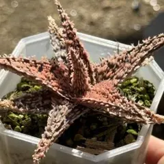 2026年最新】aloe hybridの人気アイテム - メルカリ
