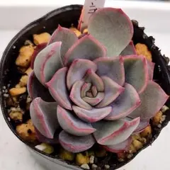 2026年最新】ロウルサンコ 多肉の人気アイテム - メルカリ