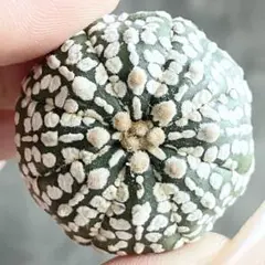 2026年最新】スーパー兜の人気アイテム - メルカリ