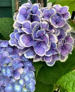 2026年最新】紫陽花苗の人気アイテム - メルカリ