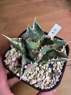 2026年最新】アガベ ブツブツの人気アイテム - メルカリ