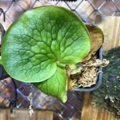 2026年最新】コロナリウムの人気アイテム - メルカリ