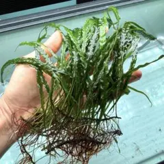 2026年最新】本ナロー ミクロソリウムの人気アイテム - メルカリ