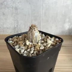 2026年最新】ウィンゾリー 実生の人気アイテム - メルカリ