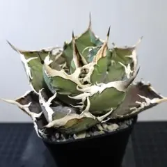 2026年最新】ホワイトホーク アガベの人気アイテム - メルカリ