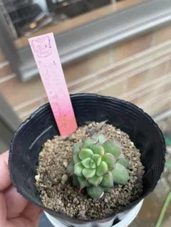 2026年最新】ルイパパさん苗の人気アイテム - メルカリ