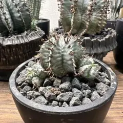 2026年最新】ユーフォルビア ホリダの人気アイテム - メルカリ