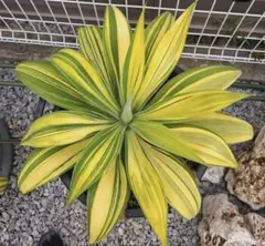 2026年最新】アテナータ 翡翠盤の人気アイテム - メルカリ