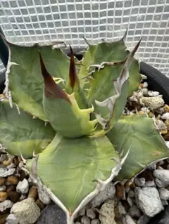 2026年最新】厳竜錦の人気アイテム - メルカリ