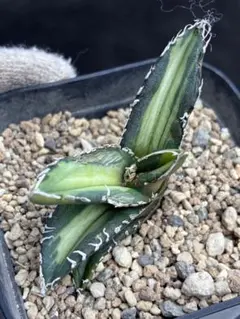 2026年最新】アガベ sad 錦の人気アイテム - メルカリ