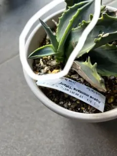 2026年最新】アガベ モンタナ ティファニーの人気アイテム - メルカリ