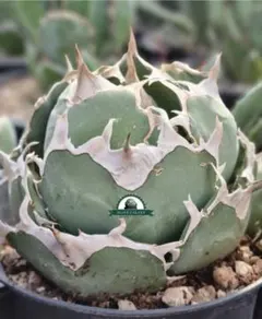 2026年最新】アガベ イランの人気アイテム - メルカリ