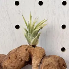 2026年最新】イオナンタ アルボの人気アイテム - メルカリ