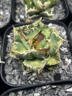 2026年最新】麻花龍 アガベの人気アイテム - メルカリ