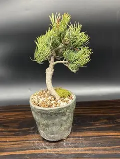 2026年最新】五葉松の人気アイテム - メルカリ