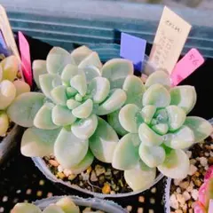 2026年最新】ロッティ交配種の人気アイテム - メルカリ