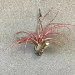 2026年最新】ラブノット エアプランツの人気アイテム - メルカリ