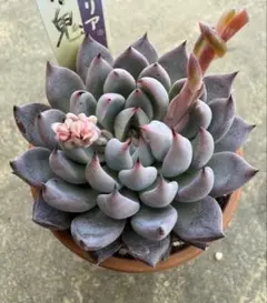 2026年最新】おらいさん苗 青鬼の人気アイテム - メルカリ