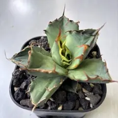 2026年最新】アガベ イランの人気アイテム - メルカリ