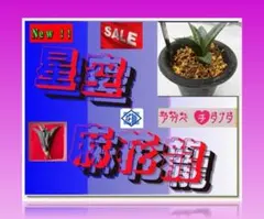 2026年最新】麻花龍 アガベの人気アイテム - メルカリ