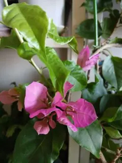 2026年最新】ブーゲンビレア苗木の人気アイテム - メルカリ