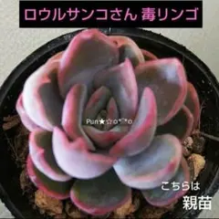 2026年最新】ロウルサンコ 毒リンゴの人気アイテム - メルカリ