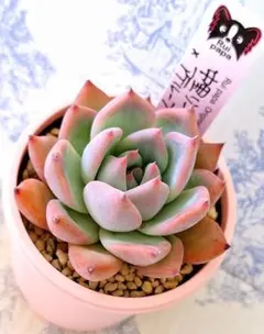 2026年最新】リンゼアナの人気アイテム - メルカリ