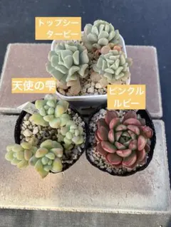 2026年最新】普及種多肉の人気アイテム - メルカリ