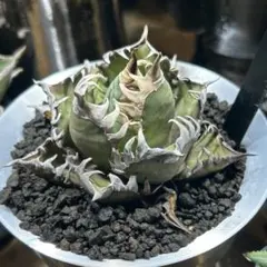 2026年最新】ゴリ猫の人気アイテム - メルカリ