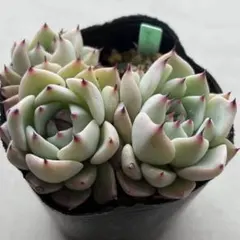 2026年最新】おらいさん苗 そわそわの人気アイテム - メルカリ