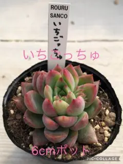 2026年最新】ロウルサンコ 多肉の人気アイテム - メルカリ