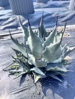 2026年最新】コロラータ アガベの人気アイテム - メルカリ