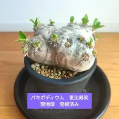 2026年最新】ブレビカウレ 現地球の人気アイテム - メルカリ