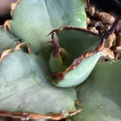 2026年最新】オアハカ 実生の人気アイテム - メルカリ