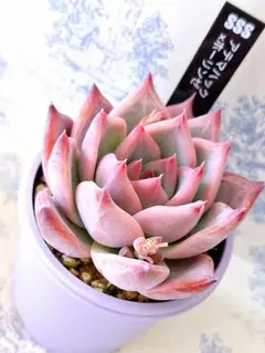 2026年最新】リンゼアナ 中里の人気アイテム - メルカリ