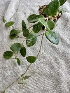 2026年最新】ホヤ マチルダの人気アイテム - メルカリ