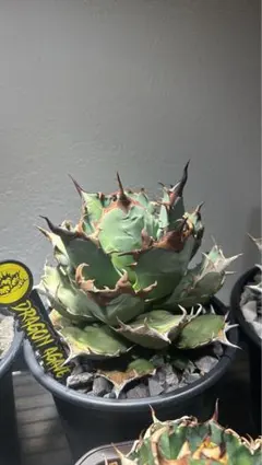 2026年最新】姫厳竜 子株の人気アイテム - メルカリ