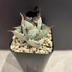 2026年最新】アガベ チタノタ 実生の人気アイテム - メルカリ