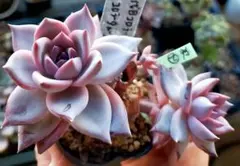 2026年最新】コロラータ 錦玉園の人気アイテム - メルカリ