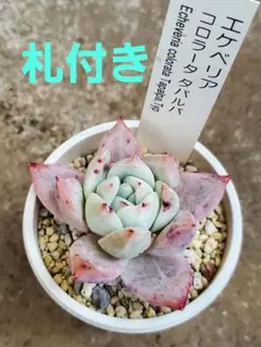 2026年最新】コロラータタパルパの人気アイテム - メルカリ