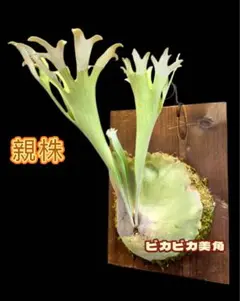 2026年最新】Popcorn ビカクシダの人気アイテム - メルカリ