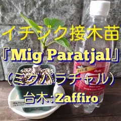 2026年最新】台木 バラの人気アイテム - メルカリ