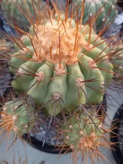 2026年最新】コピアポアの人気アイテム - メルカリ